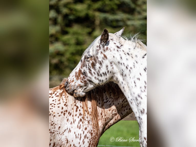 Knabstrupper Caballo castrado 11 años 158 cm Atigrado/Moteado in Fredensborg