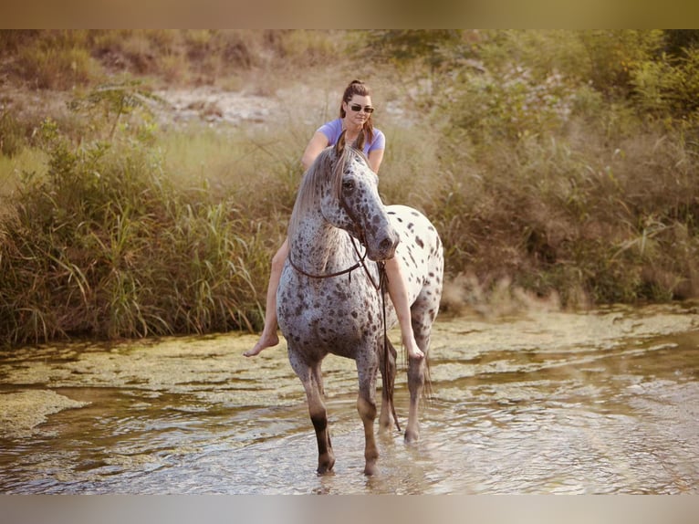 Knabstrupper Caballo castrado 11 años 163 cm in Waco, TX