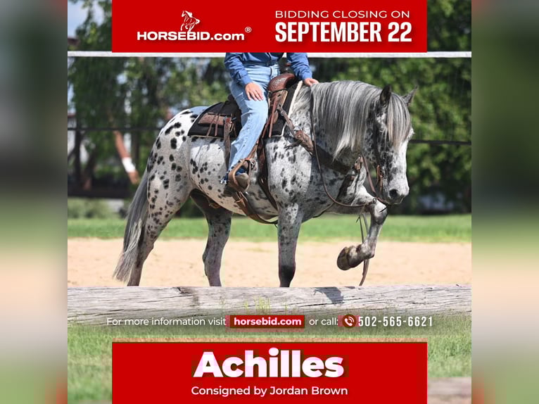 Knabstrupper Caballo castrado 11 años 163 cm in Waco, TX