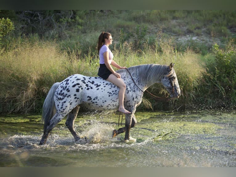 Knabstrupper Caballo castrado 11 años 163 cm in Waco, TX