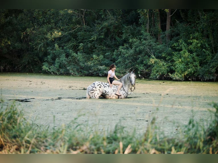 Knabstrupper Caballo castrado 11 años 163 cm in Waco, TX