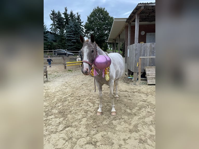 Knabstrupper Mestizo Caballo castrado 12 años 144 cm Atigrado/Moteado in Ratingen