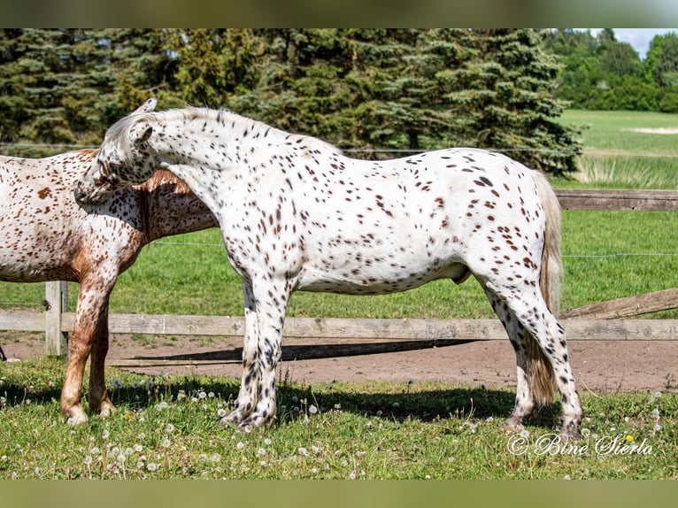 Knabstrupper Caballo castrado 12 años 158 cm Atigrado/Moteado in Fredensborg