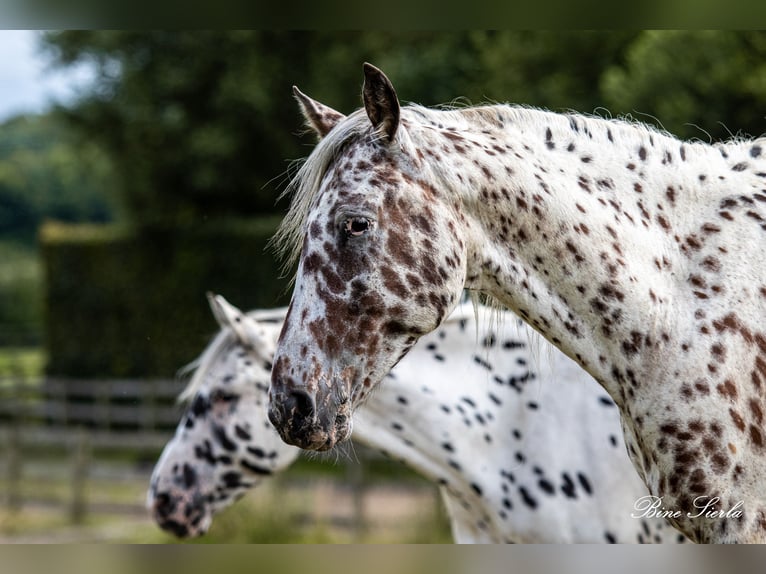 Knabstrupper Caballo castrado 12 años 158 cm Atigrado/Moteado in Fredensborg