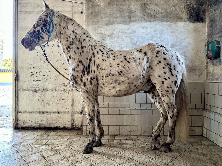 Knabstrupper Caballo castrado 12 años 158 cm Atigrado/Moteado in Fredensborg