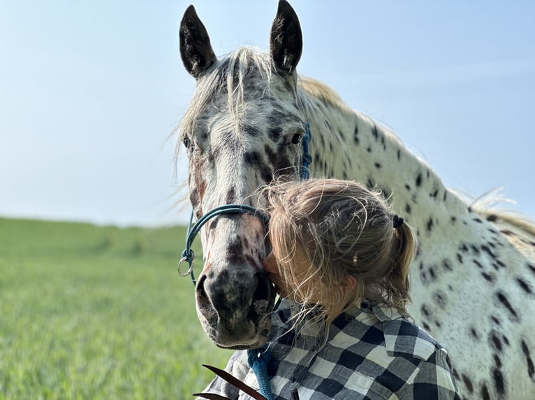 Knabstrupper Caballo castrado 12 años 158 cm Atigrado/Moteado in Fredensborg