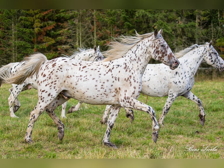 Knabstrupper Caballo castrado 12 años 158 cm Atigrado/Moteado in Fredensborg