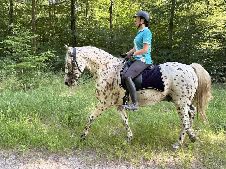 Knabstrupper Caballo castrado 12 años 160 cm Atigrado/Moteado in Fredensborg