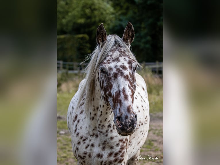 Knabstrupper Caballo castrado 12 años 160 cm Atigrado/Moteado in Fredensborg