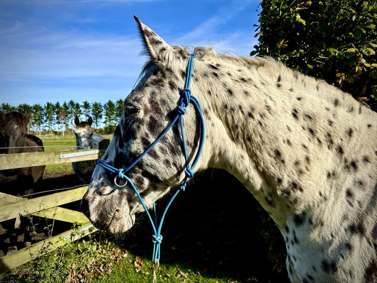 Knabstrupper Caballo castrado 12 años 160 cm Atigrado/Moteado in Fredensborg