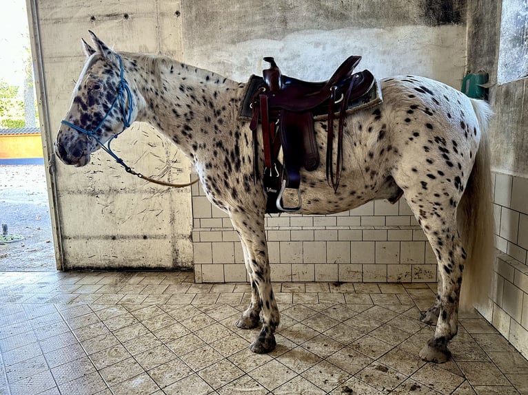 Knabstrupper Caballo castrado 12 años 162 cm Atigrado/Moteado in Fredensborg