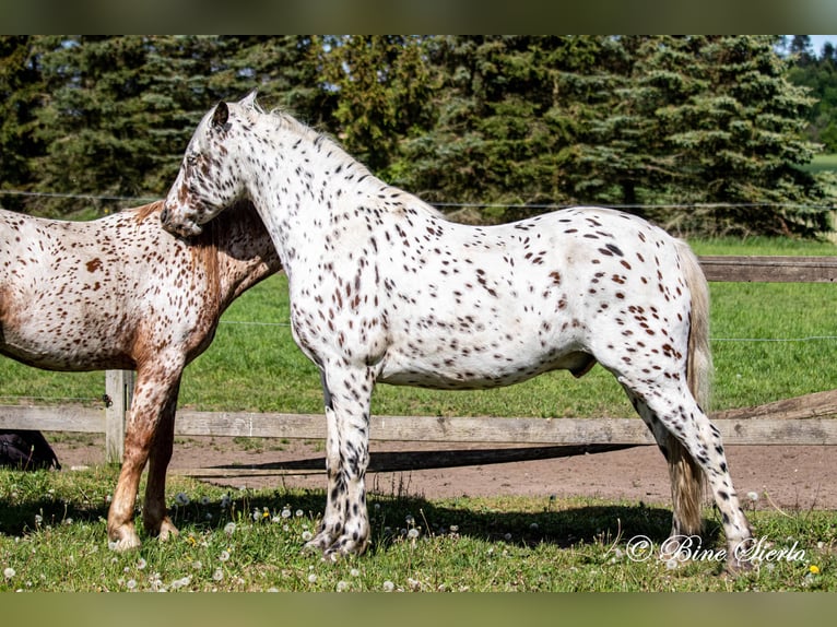 Knabstrupper Caballo castrado 12 años 162 cm Atigrado/Moteado in Fredensborg