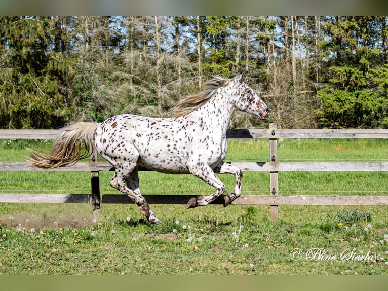 Knabstrupper Caballo castrado 12 años 162 cm Atigrado/Moteado in Fredensborg