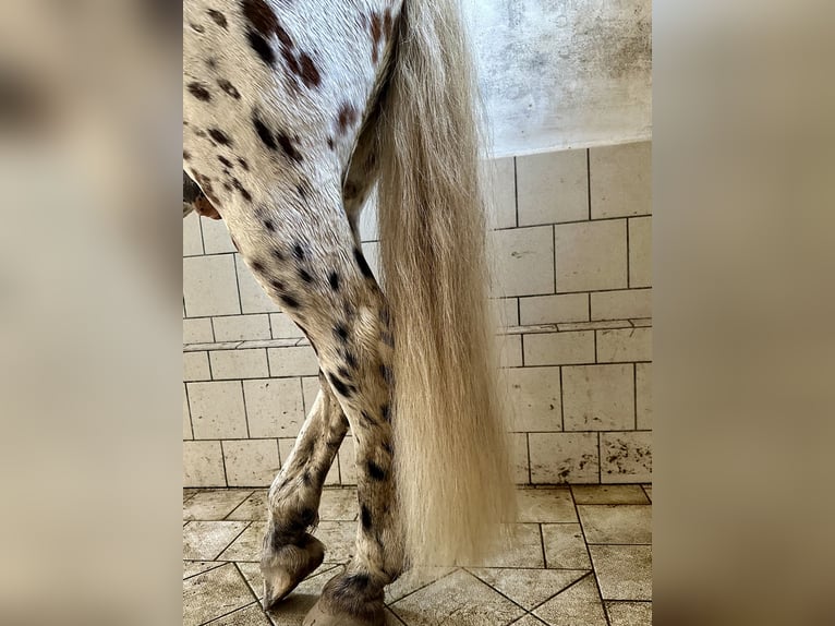 Knabstrupper Caballo castrado 12 años 162 cm Atigrado/Moteado in Fredensborg