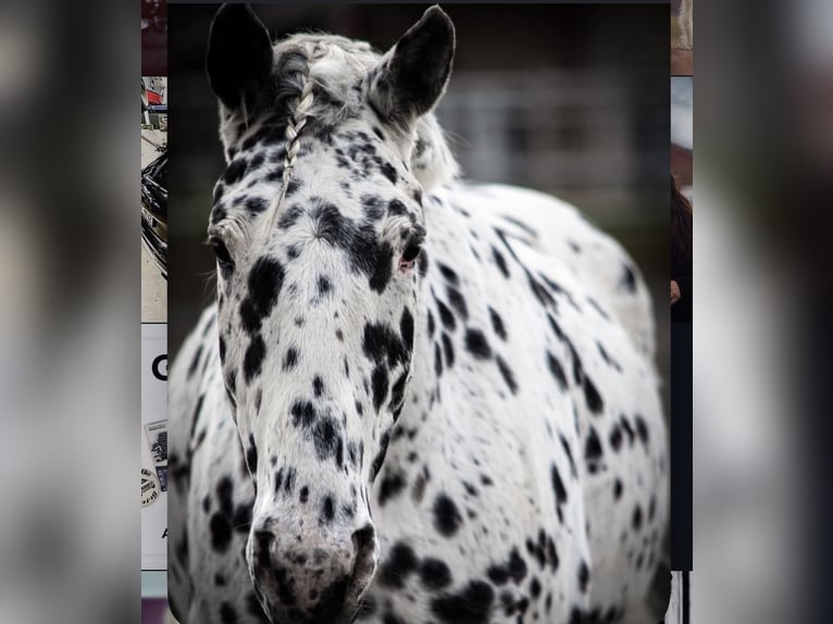 Knabstrupper Caballo castrado 14 años 165 cm Atigrado/Moteado in Vogtsburg im Kaiserstuhl