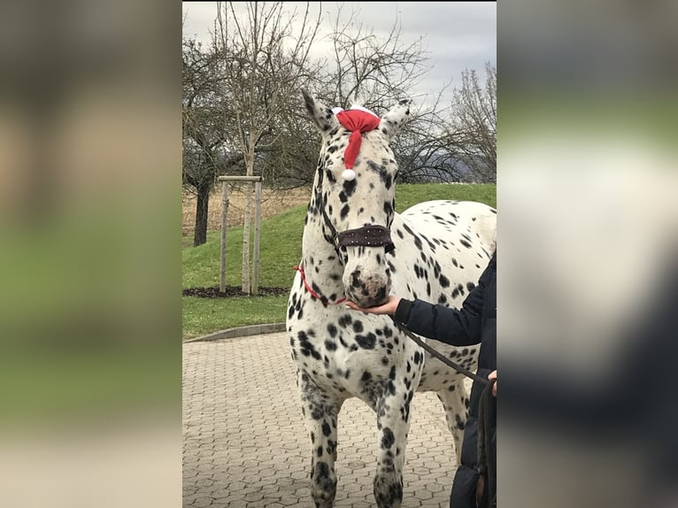 Knabstrupper Caballo castrado 14 años 165 cm Atigrado/Moteado in Vogtsburg im Kaiserstuhl