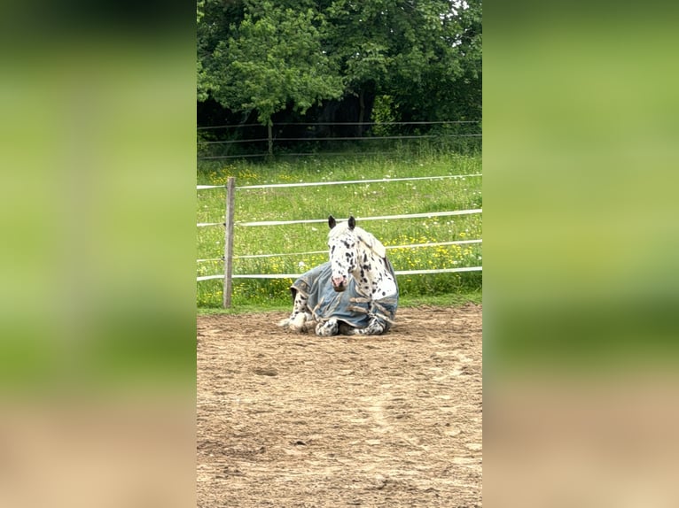 Knabstrupper Caballo castrado 14 años 165 cm in Vogtsburg im Kaiserstuhl