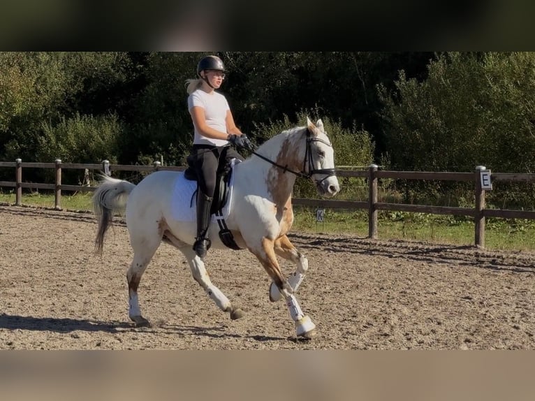 Knabstrupper Caballo castrado 17 años 147 cm Atigrado/Moteado in Midtjylland