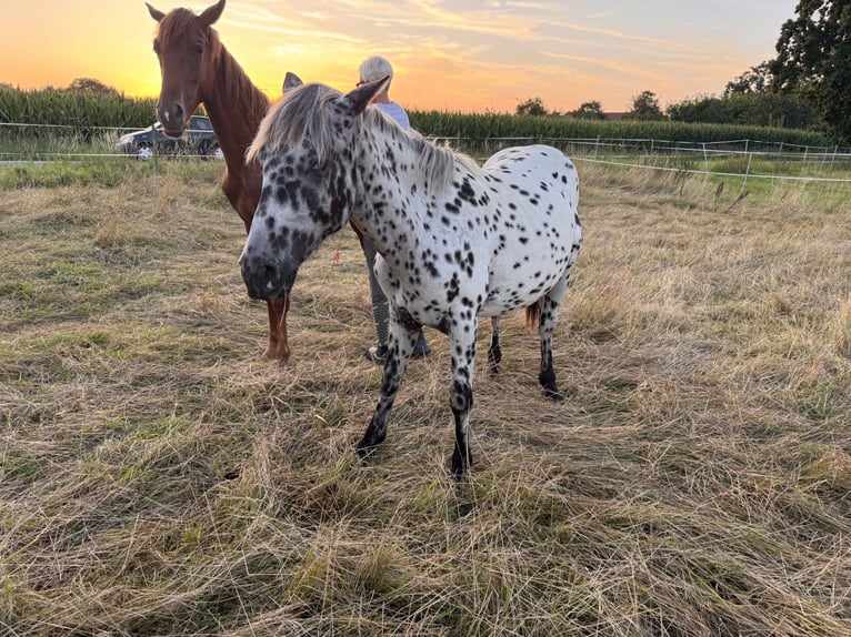 Knabstrupper Caballo castrado 1 año 155 cm Atigrado/Moteado in Lübbecke
