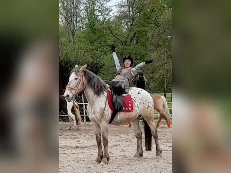 Knabstrupper Caballo castrado 21 años 154 cm Atigrado/Moteado in Ratingen