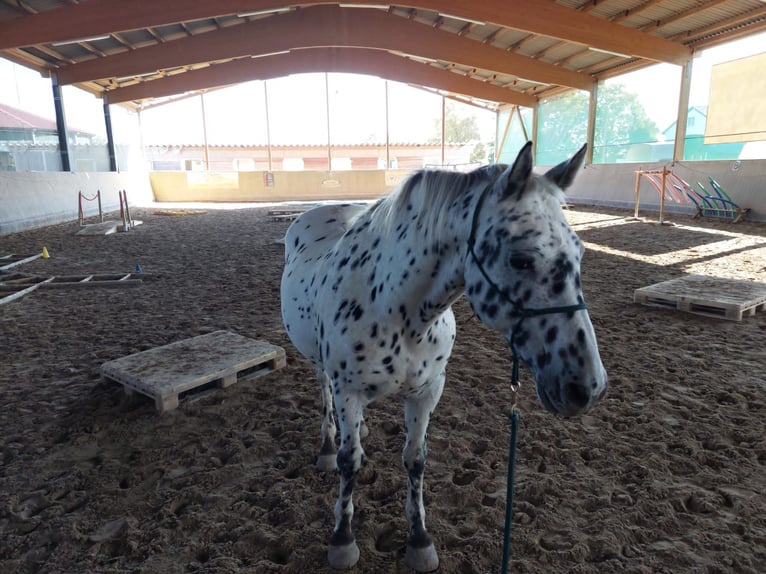 Knabstrupper Caballo castrado 23 años 160 cm Atigrado/Moteado in Karben