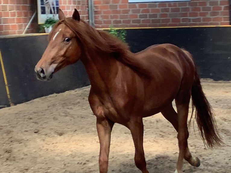 Knabstrupper Caballo castrado 2 años 154 cm Alazán in Werpeloh