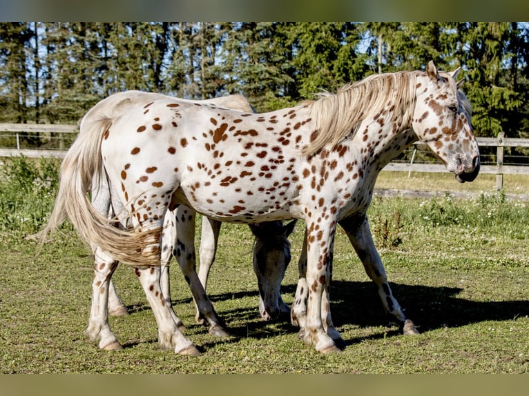 Knabstrupper Caballo castrado 3 años 154 cm Atigrado/Moteado in Fredensborg