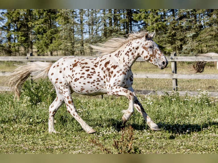 Knabstrupper Caballo castrado 3 años 155 cm Atigrado/Moteado in Fredensborg