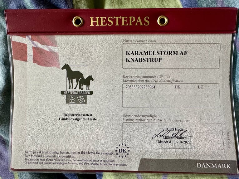 Knabstrupper Caballo castrado 3 años 162 cm Atigrado/Moteado in Fredensborg