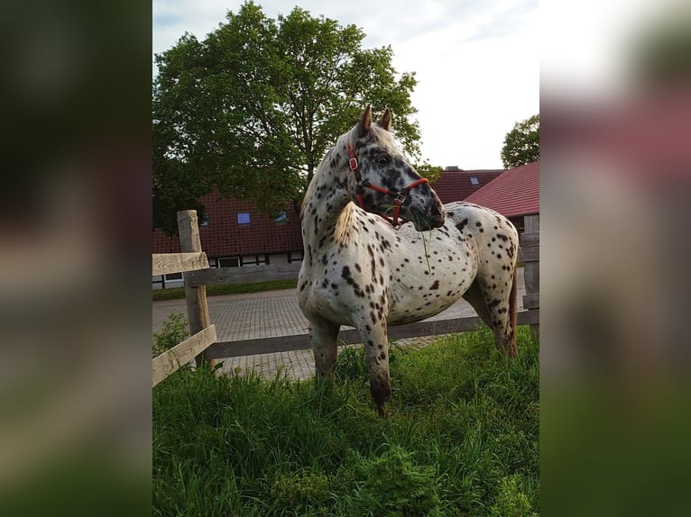 Knabstrupper Caballo castrado 3 años 163 cm Atigrado/Moteado in Neustadt