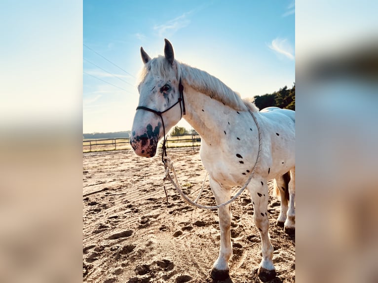 Knabstrupper Mestizo Caballo castrado 3 años 171 cm Tordo in Medow