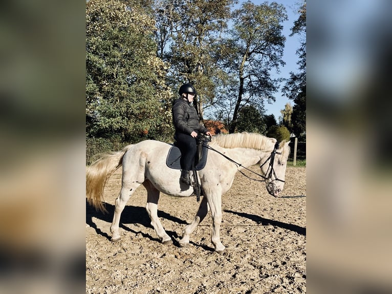 Knabstrupper Mestizo Caballo castrado 3 años 171 cm Tordo in Medow