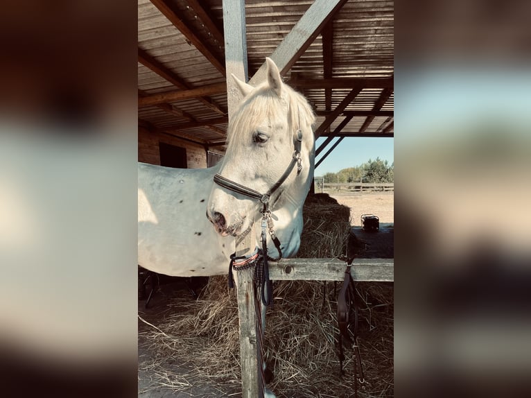 Knabstrupper Mestizo Caballo castrado 3 años 171 cm Tordo in Medow