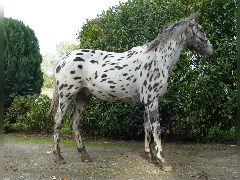 Knabstrupper Caballo castrado 3 años 174 cm Atigrado/Moteado in Lathen