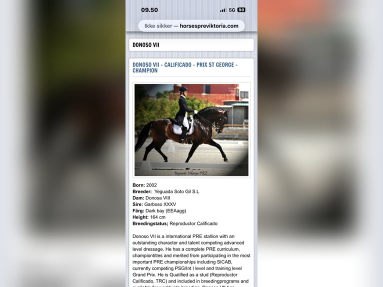 Knabstrupper Caballo castrado 4 años 155 cm  in Fredensborg