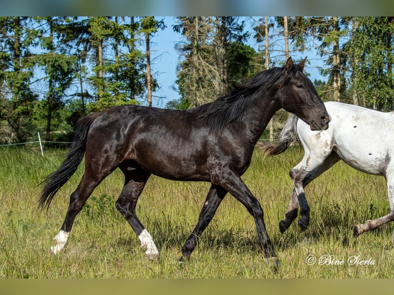 Knabstrupper Caballo castrado 4 años 155 cm  in Fredensborg