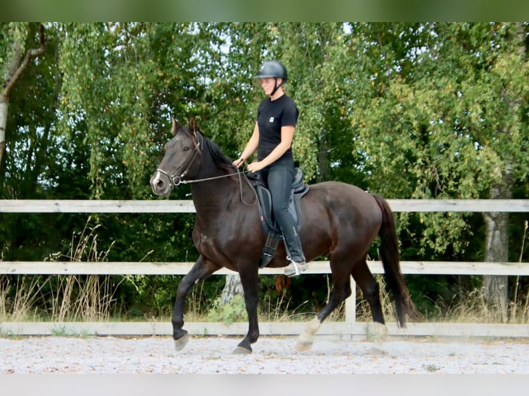 Knabstrupper Caballo castrado 4 años 158 cm Negro in Fredensborg
