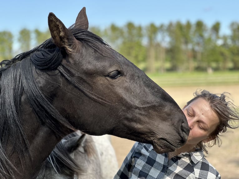 Knabstrupper Caballo castrado 4 años 158 cm Negro in Fredensborg
