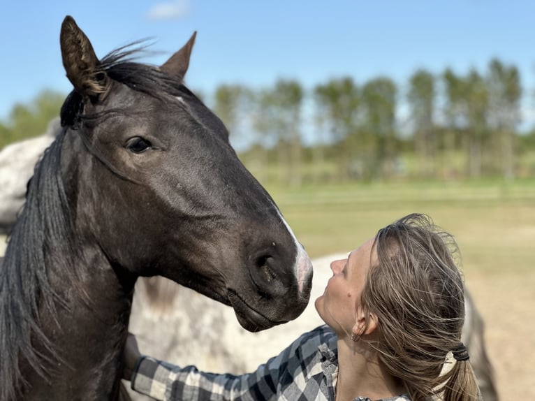 Knabstrupper Caballo castrado 4 años 158 cm Negro in Fredensborg