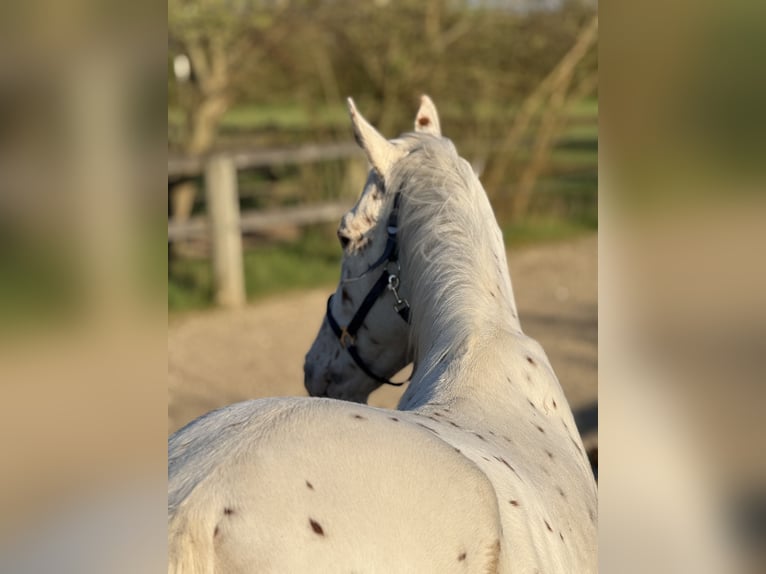 Knabstrupper Caballo castrado 4 años 160 cm Atigrado/Moteado in Achstetten