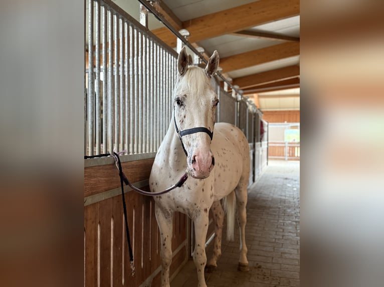 Knabstrupper Caballo castrado 4 años 160 cm Atigrado/Moteado in Achstetten