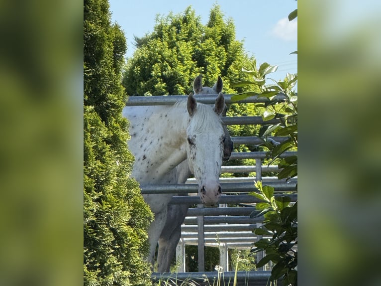 Knabstrupper Caballo castrado 4 años 160 cm Atigrado/Moteado in Achstetten