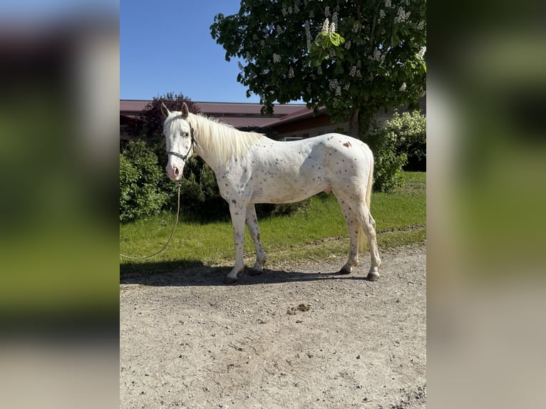 Knabstrupper Caballo castrado 4 años 160 cm Atigrado/Moteado in Achstetten
