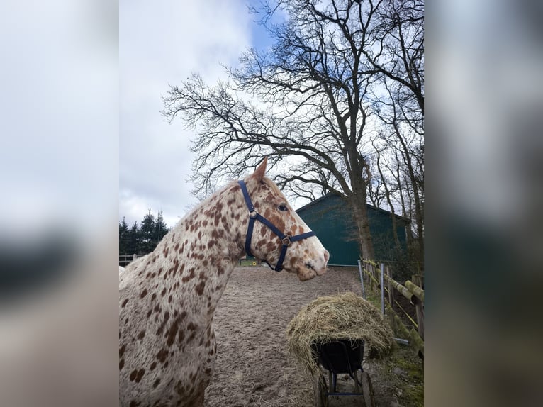Knabstrupper Caballo castrado 4 años 160 cm Pío in Wardenburg