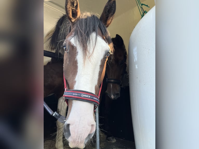 Knabstrupper Caballo castrado 5 años 158 cm Pío in Dörnberg