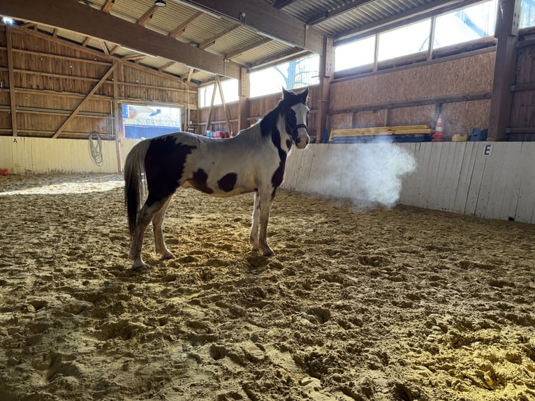 Knabstrupper Caballo castrado 5 años 158 cm Pío in Dörnberg