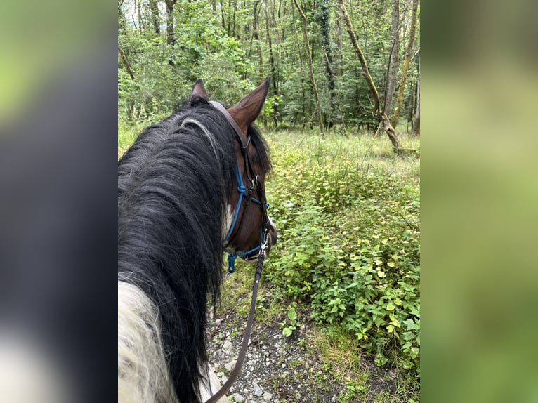 Knabstrupper Caballo castrado 5 años 158 cm Pío in Dörnberg