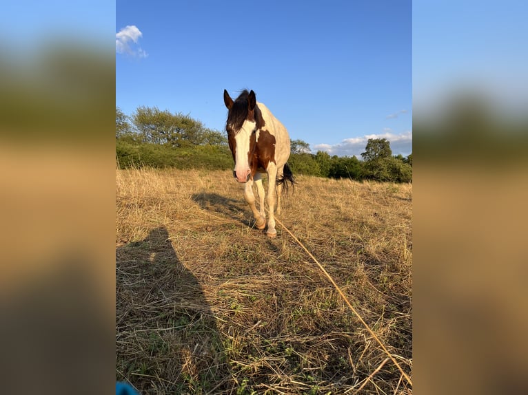 Knabstrupper Caballo castrado 5 años 158 cm Pío in Dörnberg