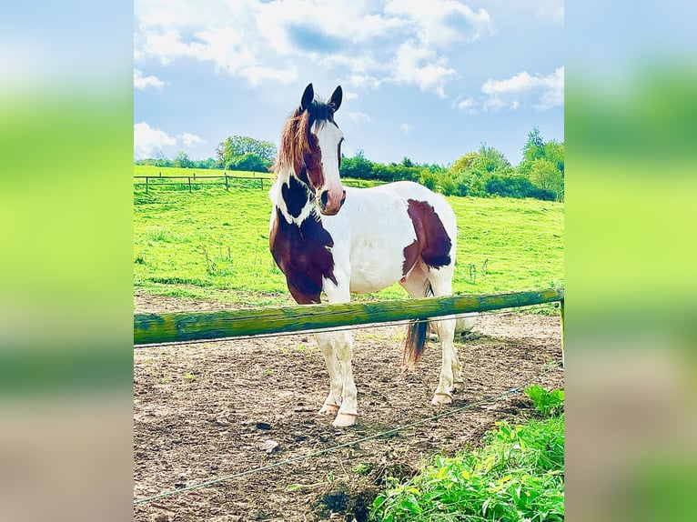 Knabstrupper Caballo castrado 5 años 158 cm Pío in Dörnberg
