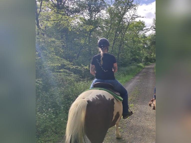 Knabstrupper Caballo castrado 5 años 158 cm Pío in Dörnberg
